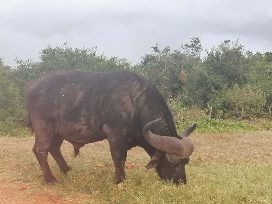 Addo Elephant National Park: Full-Day Safari with Lunch - From Port Elizabeth pickup to the park gate