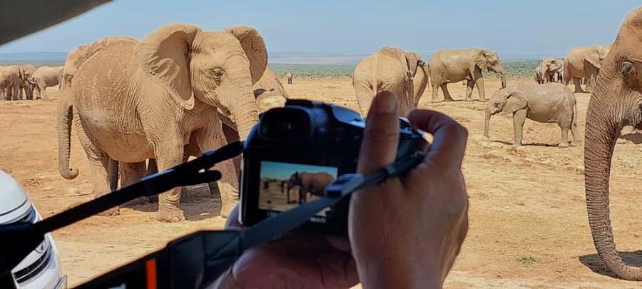 Addo Elephant National Park: Full-Day Safari with Lunch - What you might see beyond the elephants
