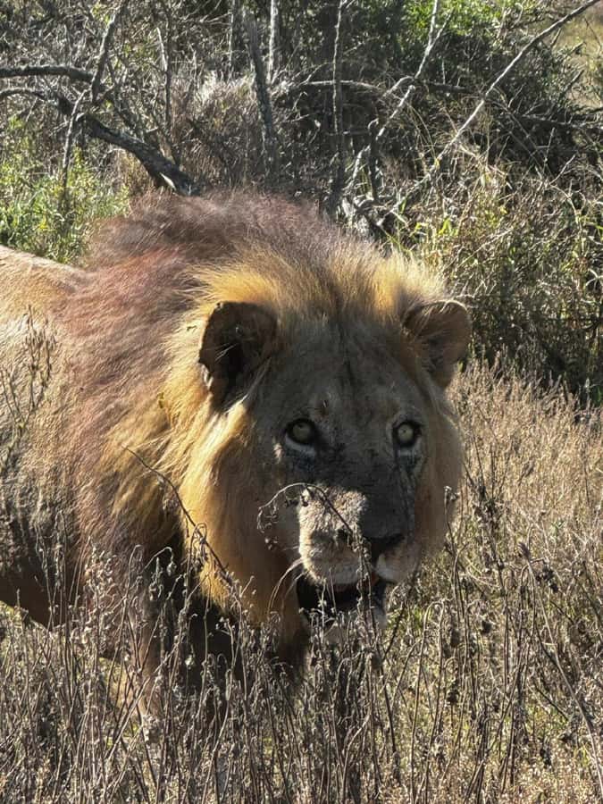 Addo Elephant National Park: Full-Day Safari with Lunch - Four to eight hours of wildlife viewing