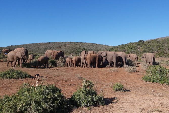 Addo Elephant National Park Full Day Safari - Entering Addo and searching for elephants