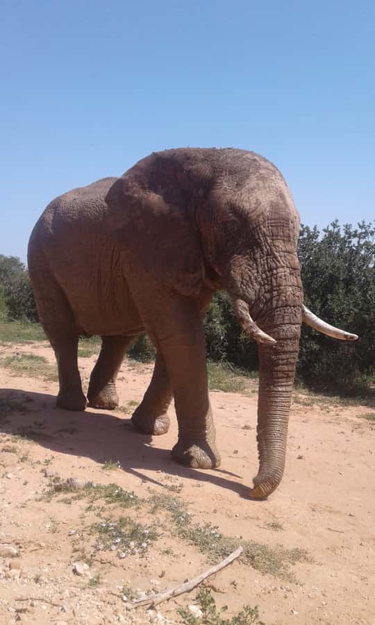 Addo Elephant National Park Game Drive Day Tour With Lunch - Why Addo is about elephants first