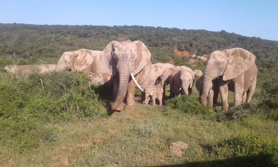 Addo Elephant National Park Game Drive Day Tour With Lunch - Lookout stops, drinks, and a pause in the drive