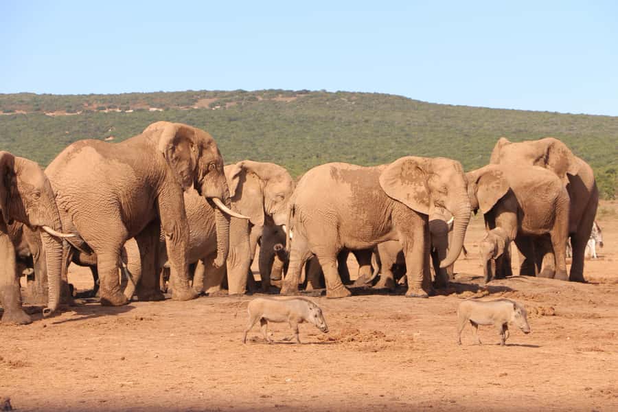 Addo Elephant National Park Game Drive Day Tour With Lunch - A South African braai at midday