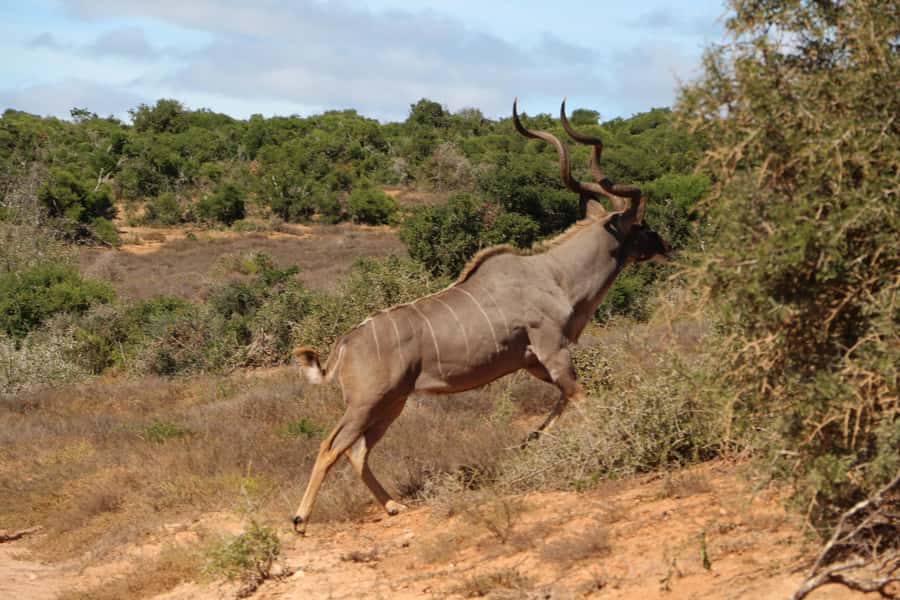 Addo Elephant National Park Game Drive Day Tour With Lunch - The afternoon drive and the final search
