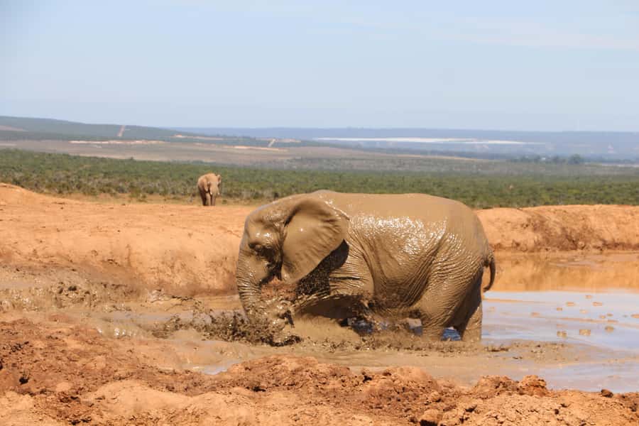 Addo Elephant National Park Game Drive Day Tour With Lunch - Is $236 good value?