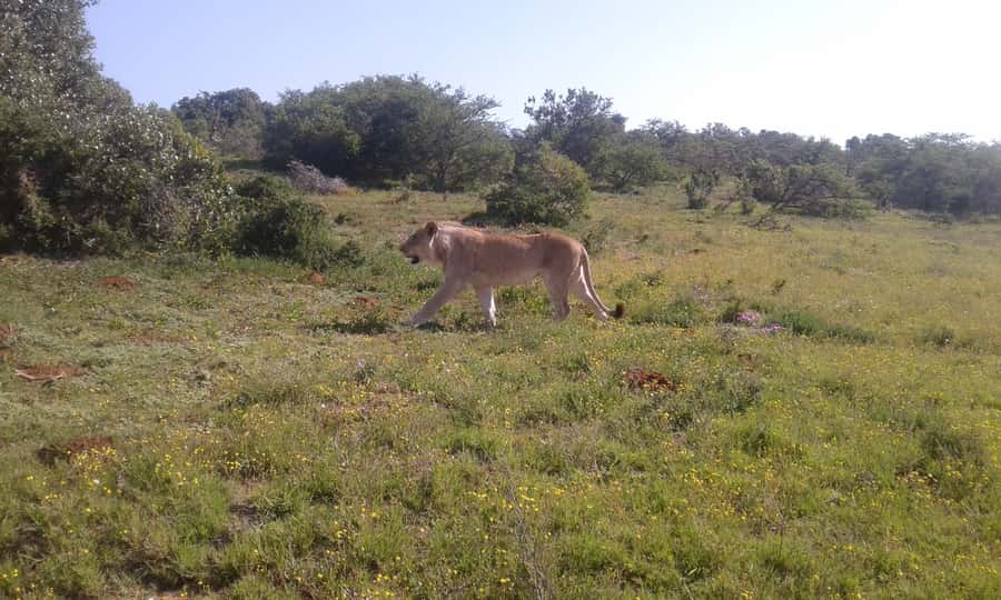 Addo Elephant National Park Game Drive Day Tour With Lunch - Comfort, timing, and practical details