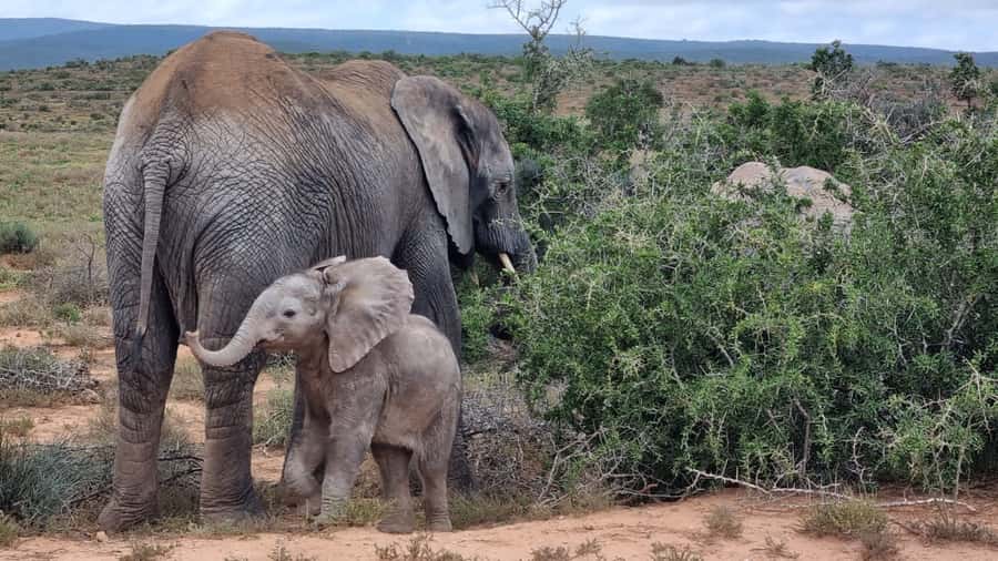 Addo Elephant National Park Game Drive Day Tour With Lunch - Entering Addo and setting your wildlife rhythm