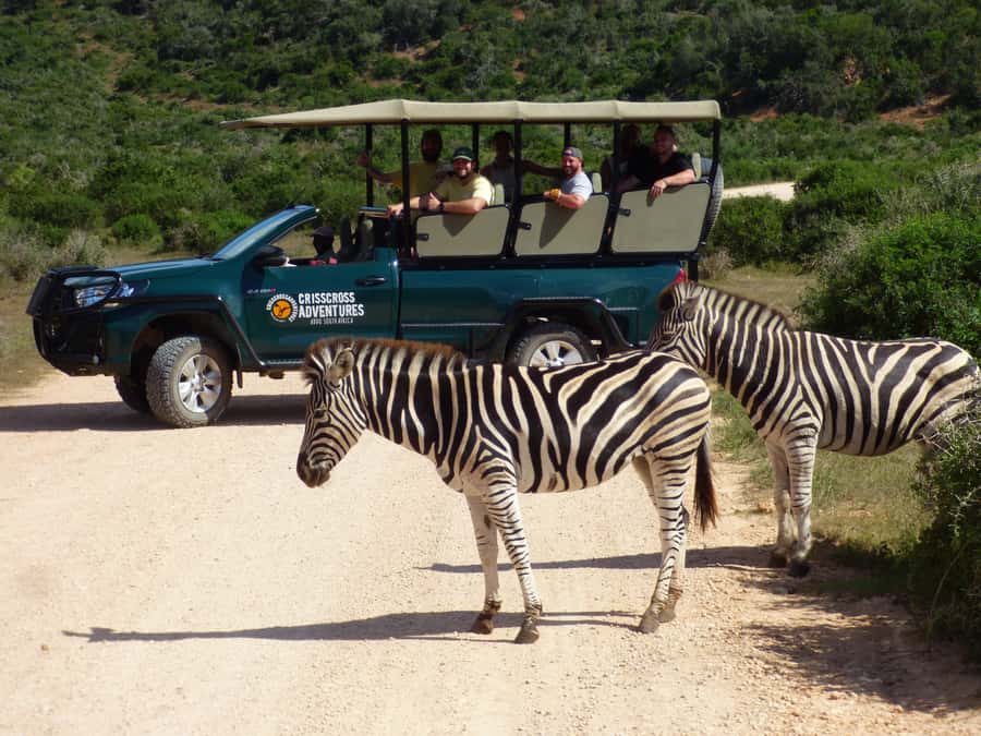 Addo Elephant National Park: Guided Half-Day Safari - Four Hours in Addo’s Elephant Country