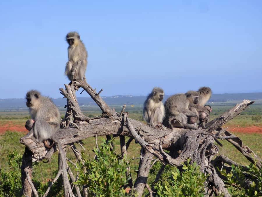 Addo Elephant National Park: Guided Half-Day Safari - Who Should Book This Safari?