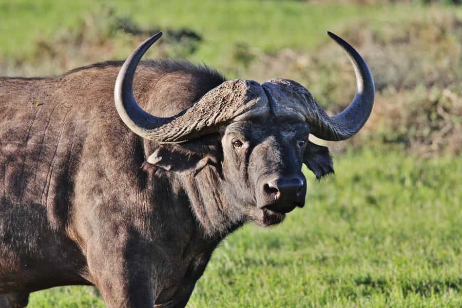 Addo Elephant National Park: Guided Half-Day Safari - Why Addo’s Elephants Are the Main Event