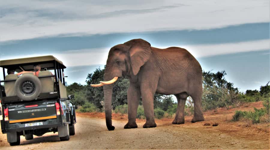 Addo Elephant National Park: Guided Half-Day Safari - What the Guide Adds Beyond Animal Spotting