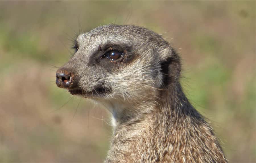 Addo Elephant National Park: Guided Half-Day Safari - Morning Versus Afternoon: Choose With Care