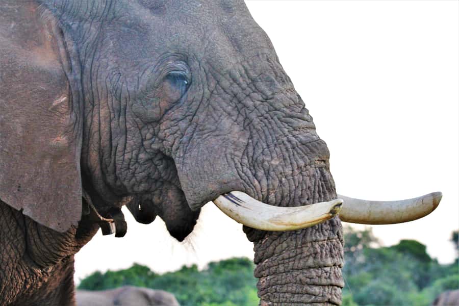 Addo Elephant National Park: Guided Half-Day Safari - The Public-Road Tradeoff
