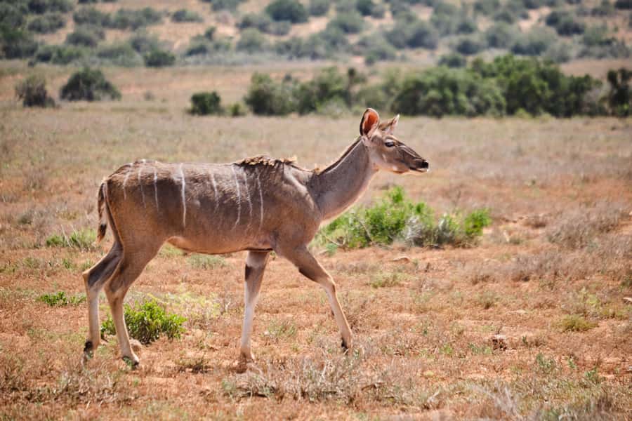 Addo Elephant National Park: Guided Half-Day Safari - Comfort, Weather, and What to Pack