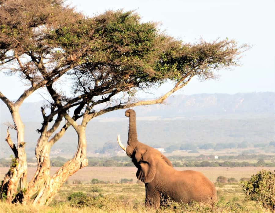 Addo Elephant National Park: Guided Half-Day Safari - Is $82 a Fair Price?