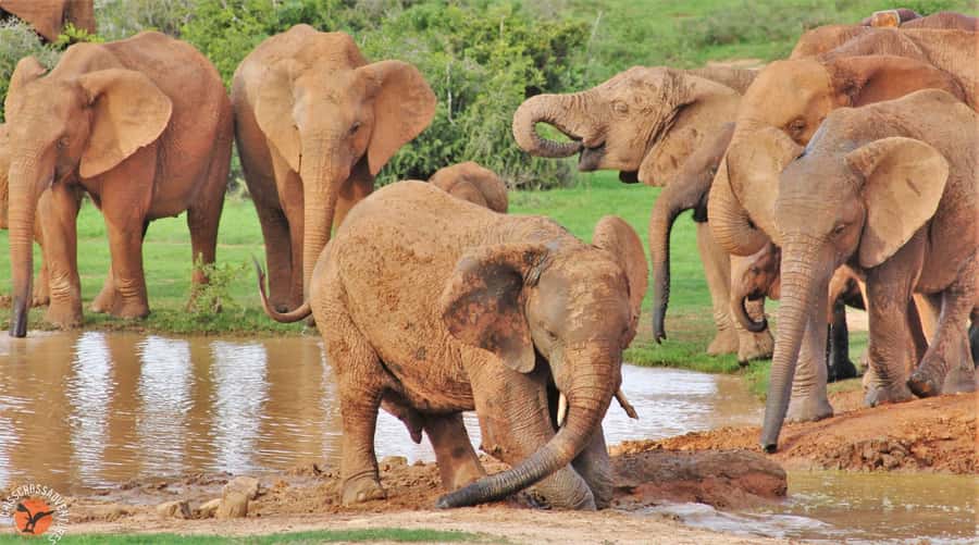 Addo Elephant National Park: Guided Half-Day Safari - How the Safari Drive Works