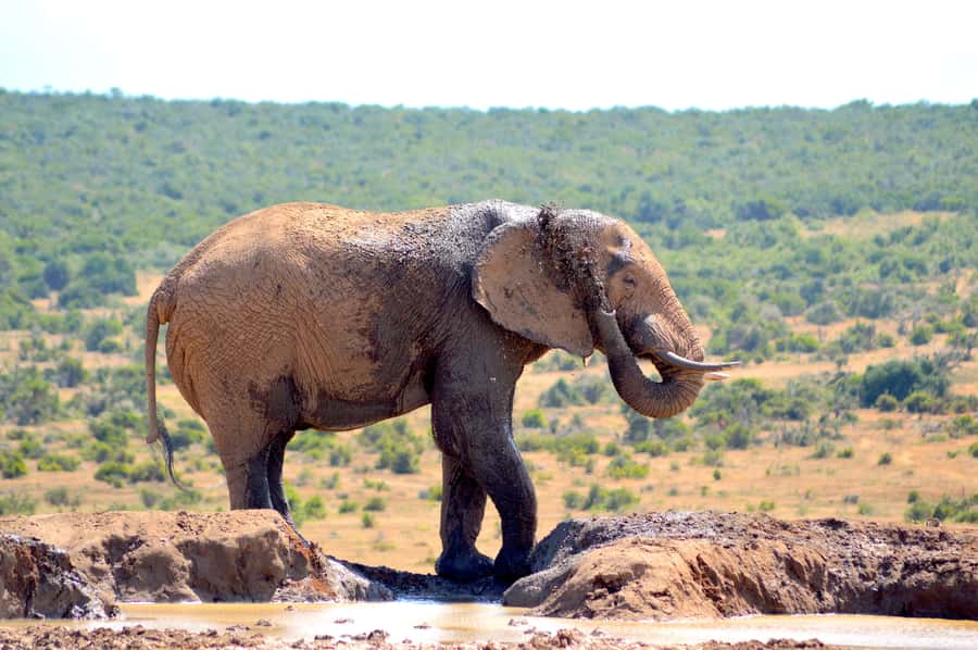 Addo Elephant National Park: Half Day Private Safari - Key points at a glance