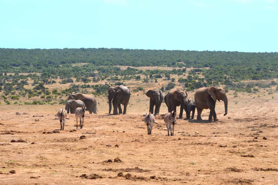 Addo Elephant National Park: Half Day Private Safari - Why a private Addo safari changes the day