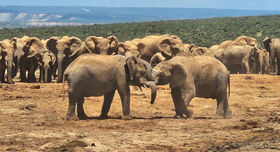 Addo Elephant National Park: Half Day Private Safari - Looking for Addo’s elephants and the Big Five