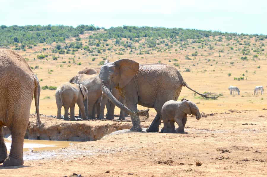 Addo Elephant National Park: Half Day Private Safari - Family details that make the drive easier