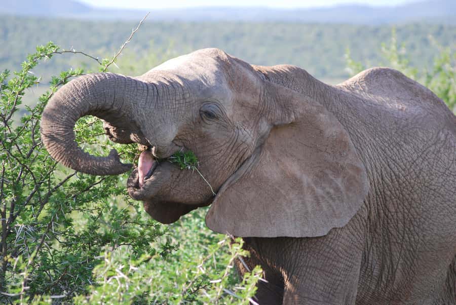 Addo Elephant National Park: Half Day Private Safari - Pickup in Addo and the short ride to the park