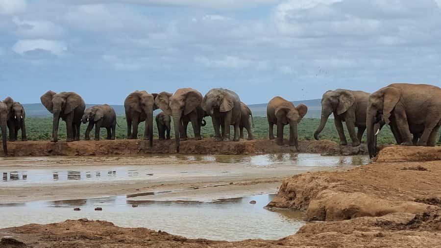 Addo Elephant National Park Private Full-Day Safari - The southern park: searching through thick bush