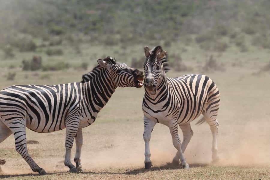 Addo Elephant National Park Private Full-Day Safari - What the guides add to the drive