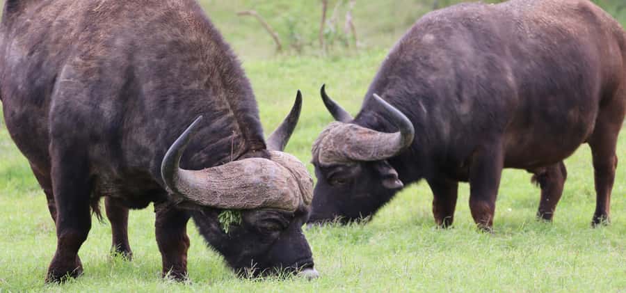 Addo Elephant National Park Private Full-Day Safari - What the $280 price really covers