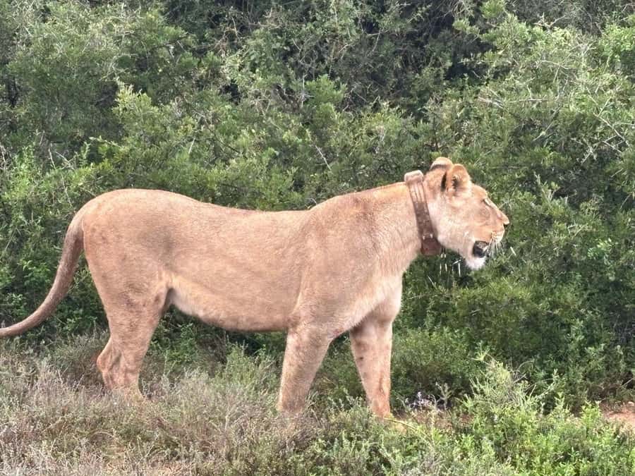: Addo Elephant National Park Safari Half Day - Key points to know before you book