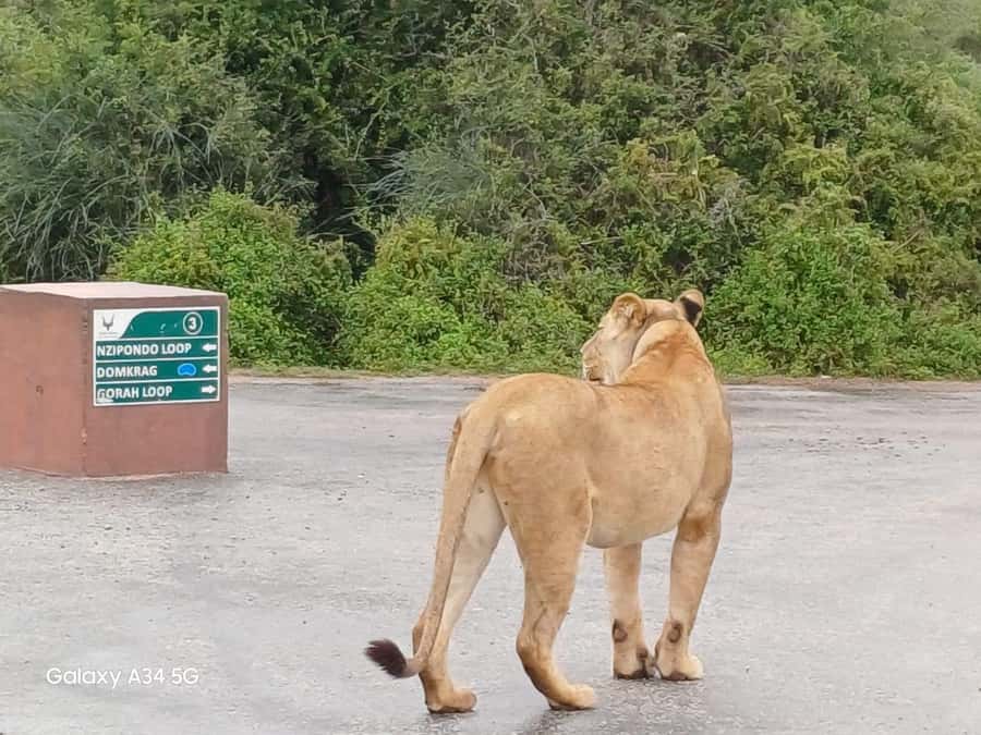 : Addo Elephant National Park Safari Half Day - The south gate stop and first practical break