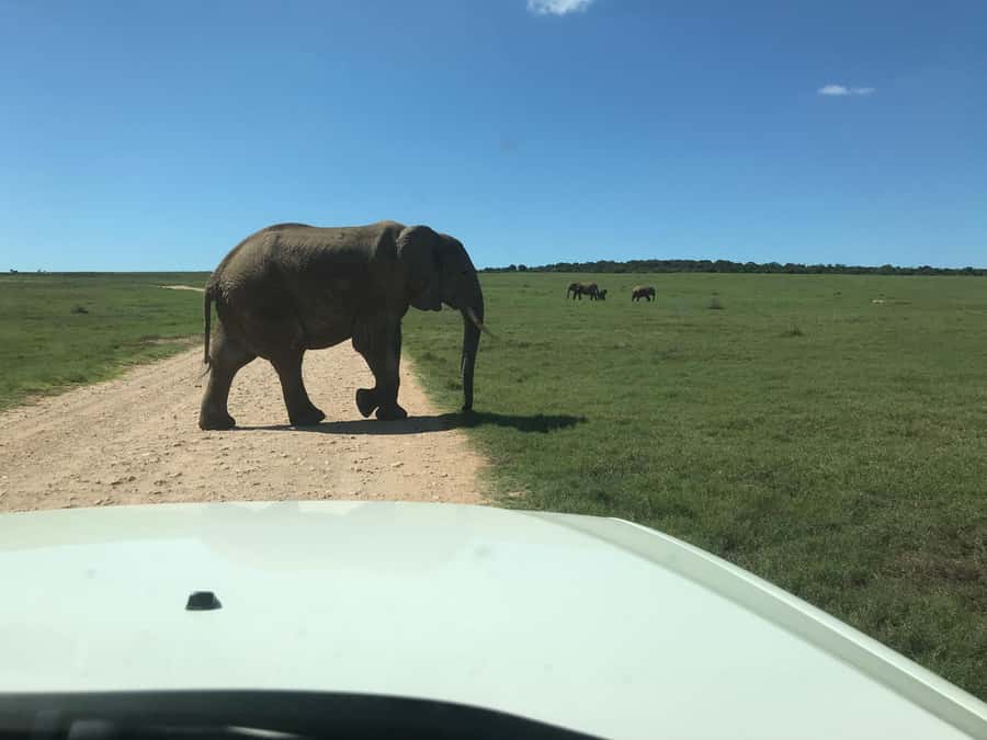 : Addo Elephant National Park Safari Half Day - The price, at $152 per person