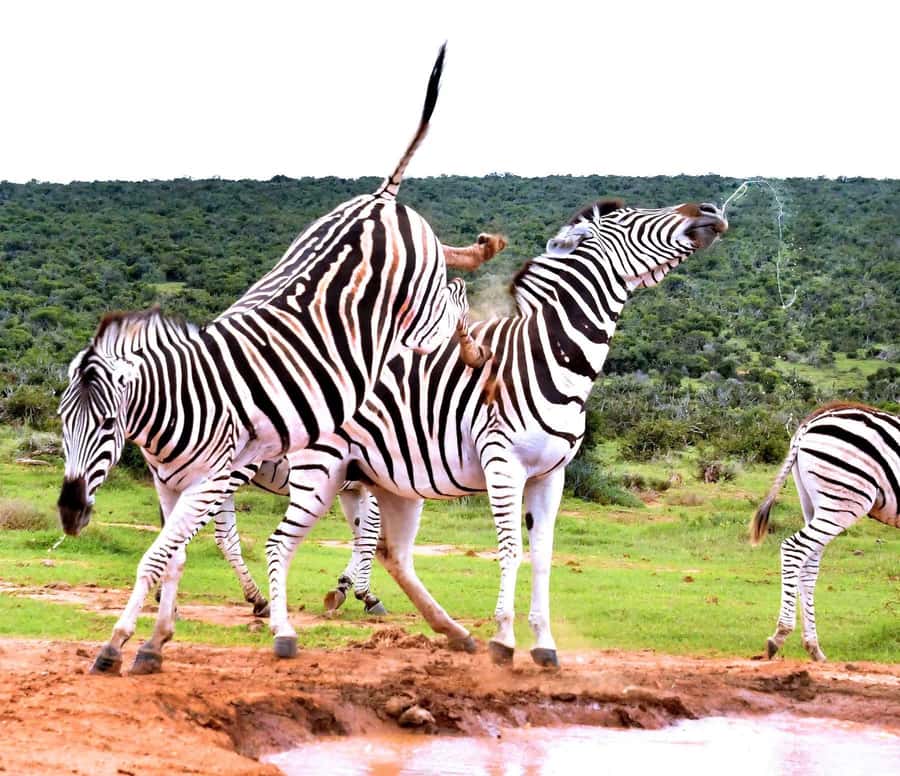 : Addo Elephant National Park Safari Half Day - Comfort, clothing, and camera advice
