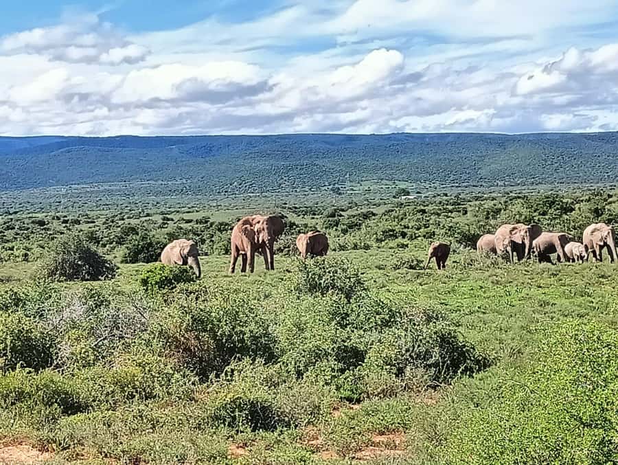 : Addo Elephant National Park Safari Half Day - Pickup from Port Elizabeth and the ride to the park