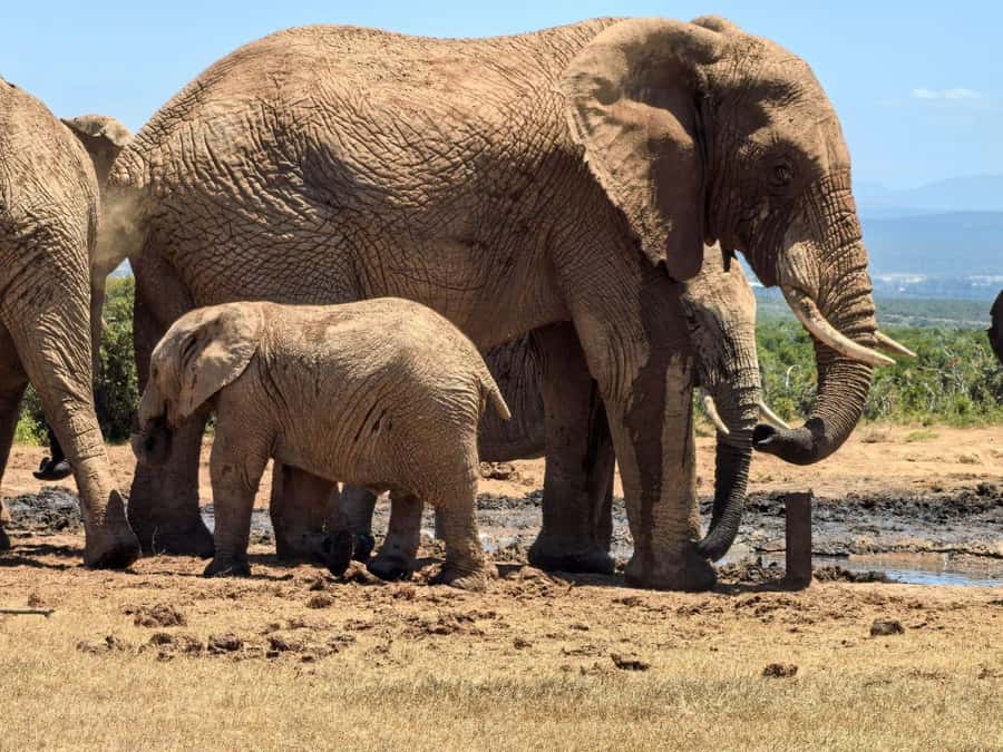 ADDO ELEPHANT PARK - Key points at a glance