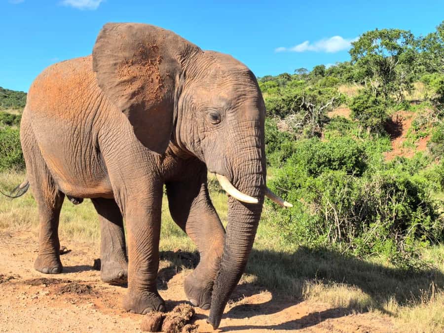 ADDO ELEPHANT PARK - Why Addo is worth the drive from Port Elizabeth