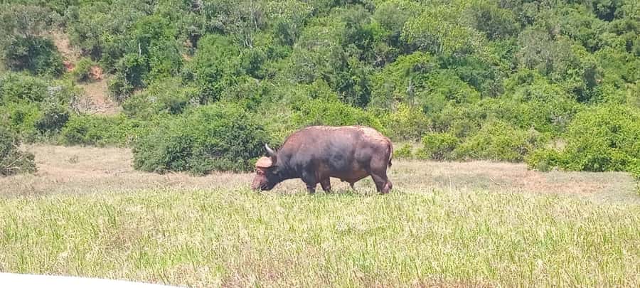 ADDO ELEPHANT PARK - Three and a half hours inside Addo