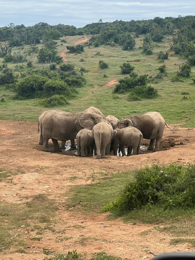 ADDO ELEPHANT PARK - What the $218 price includes