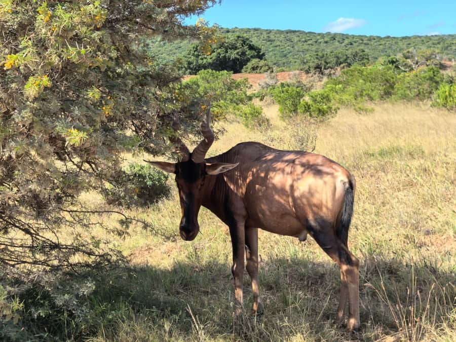 ADDO ELEPHANT PARK - What to bring and how to prepare