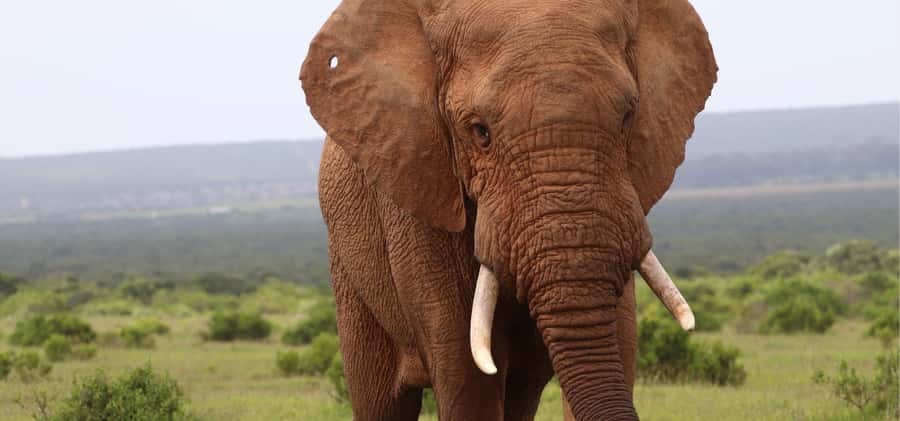 Addo Elephant Park and Giraffe Walk Full Day Safari - Who should book this full-day safari?