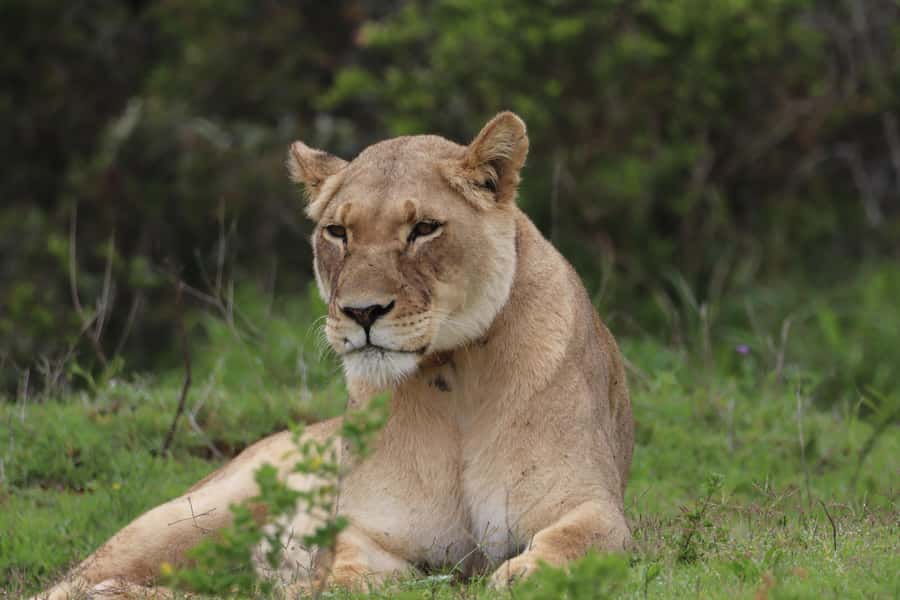 Addo Elephant Park and Giraffe Walk Full Day Safari - Why the Addo and giraffe combination works