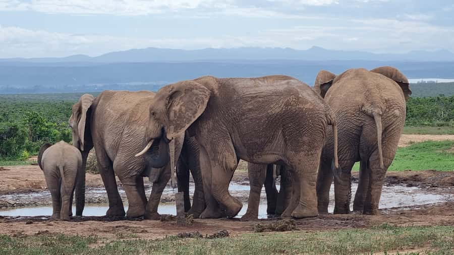 Addo Elephant Park and Giraffe Walk Private Full Day Safari - Why the Addo and giraffe combination works