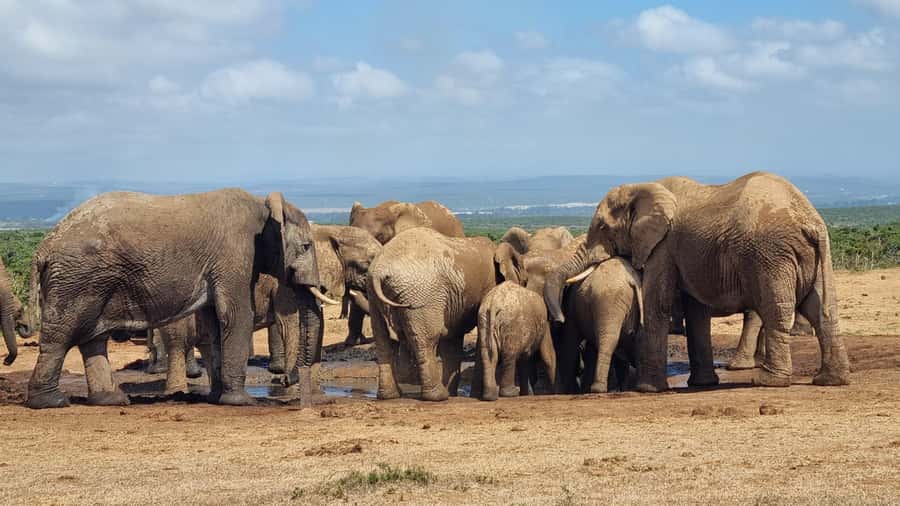 Addo Elephant Park and Giraffe Walk Private Full Day Safari - Addo Elephant National Park by private vehicle