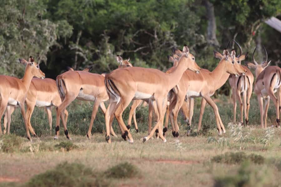 Addo Elephant Park and Giraffe Walk Private Full Day Safari - Coffee, tea, and a South African braai in the park