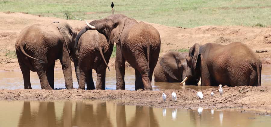 Addo Elephant Park and Giraffe Walk Private Full Day Safari - The afternoon giraffe walk on private reserve
