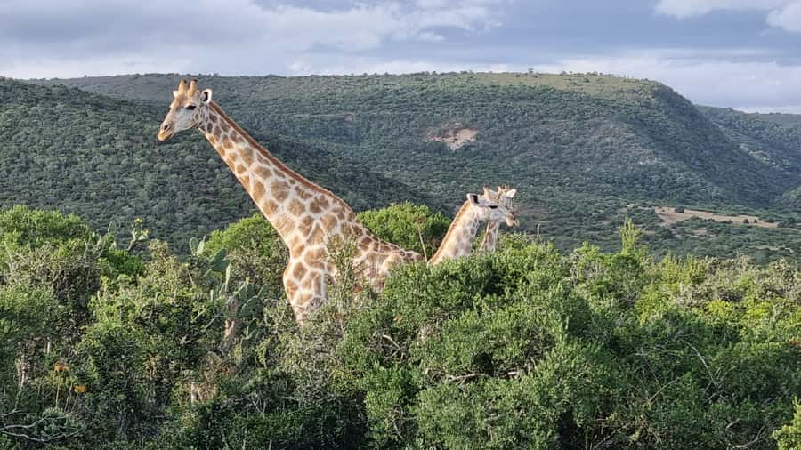 Addo Elephant Park and Giraffe Walk Private Full Day Safari - What the private format adds at $280