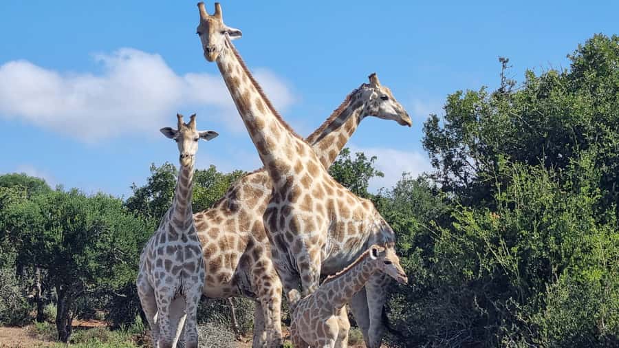 Addo Elephant Park and Giraffe Walk Private Full Day Safari - Guides, communication, and the human side of the day