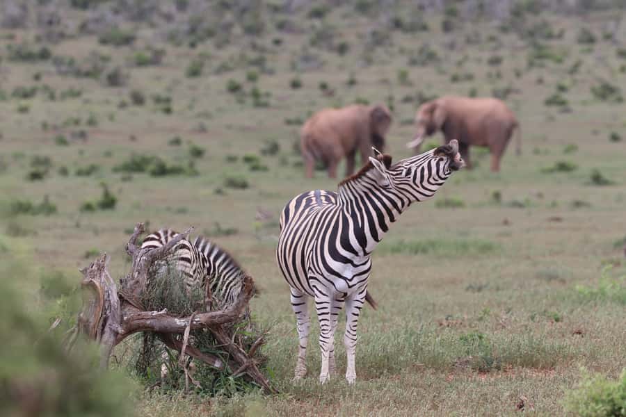Addo Elephant Park and Giraffe Walk Private Full Day Safari - Who should book this Addo safari