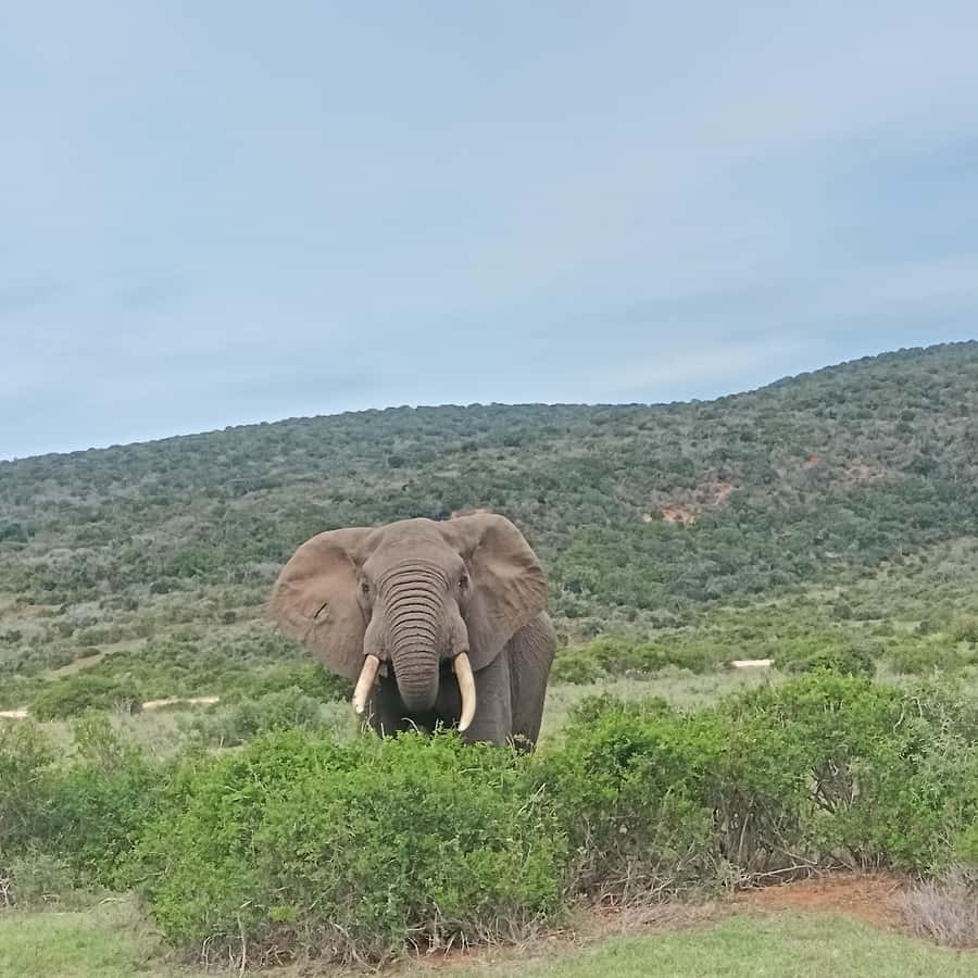 Addo Elephant Park and Kragga Kamma Game Park Combo - Key points to know before booking