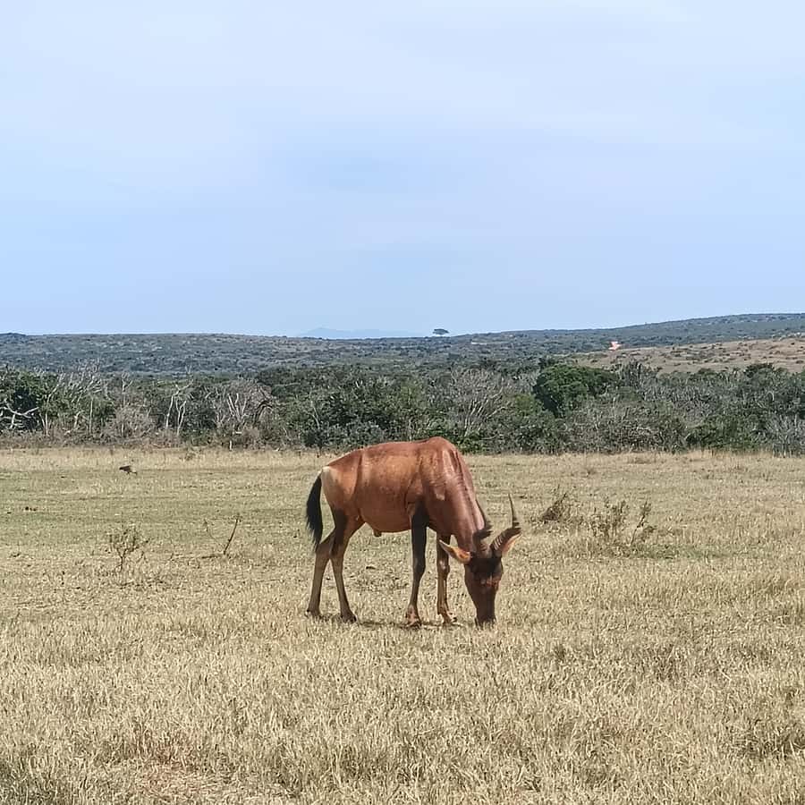 Addo Elephant Park and Kragga Kamma Game Park Combo - Why this two-park plan works