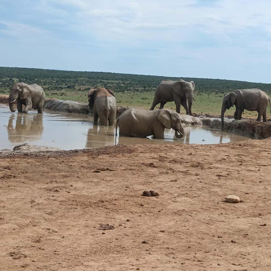 Addo Elephant Park and Kragga Kamma Game Park Combo - The Nanaga Farm Stall stop
